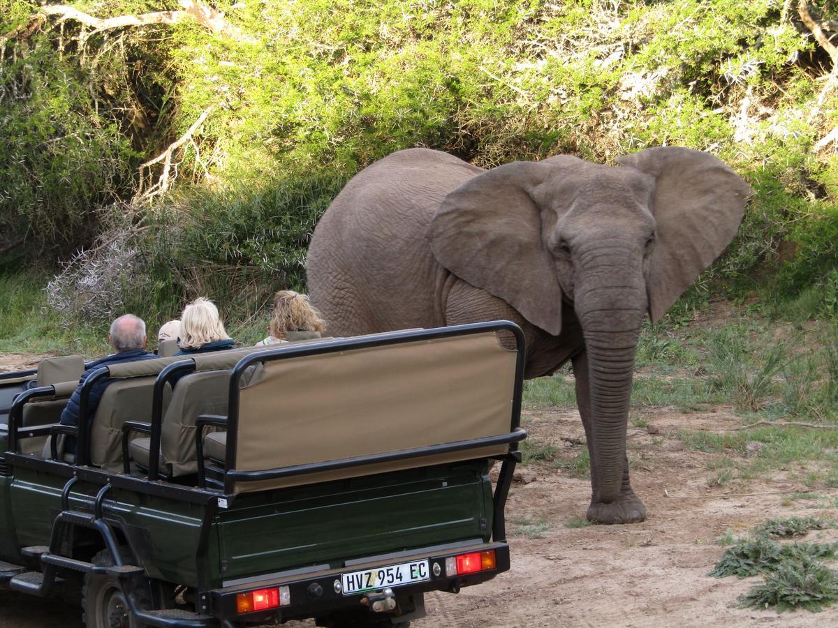 Leeuwenbosch Country House - Amakhala Game Reserve Exterior photo